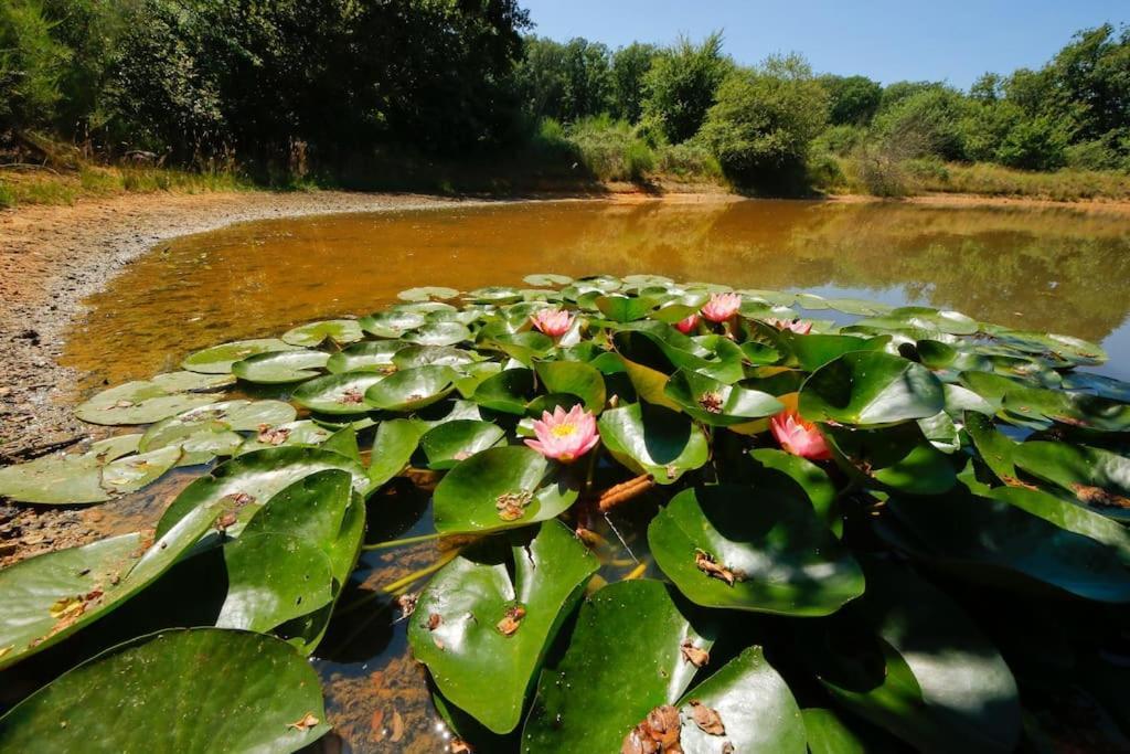 Domaine La Faix, Gite La Forestiere Saint-Plaisir Kültér fotó
